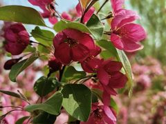 -海棠花溪(元大都城垣遗址公园)