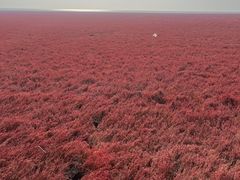 -红海滩国家风景廊道