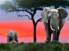 -罗红摄影艺术馆