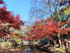 -嘉定紫藤园