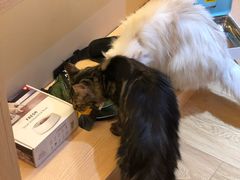 -Pets First伊珊娜洗护·精致美容·家庭式寄养(新会路店)