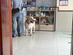 -艾贝尔宠物医院·24H转诊中心·肿瘤猫专科(江宁双龙店)