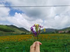 -御道口草原森林风景区