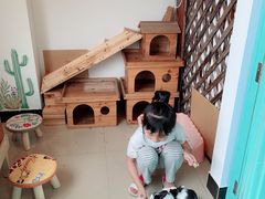 -70cat德文卷毛猫·缅因猫纯种猫舍