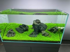-ADA自然水景世界