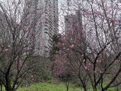 -重庆彩云湖湿地公园