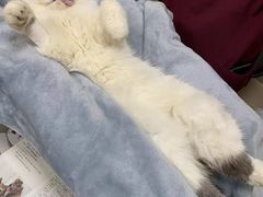 -艾贝尔宠物医院·狂犬免疫点(江山金象城店)