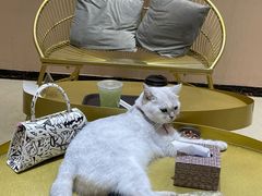 -藏猫猫咖啡主题馆(中央大道店)