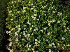 -昆山城市生态森林公园