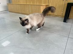 -中农大我爱我爱动物医院·核磁CT·猫病·24小时夜诊中心(石佛营店)