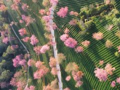 -楠柏弯休闲山庄(梨花溪店)
