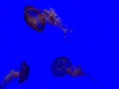 -上海海洋水族馆