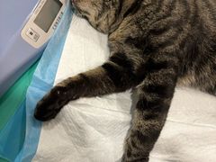 -美迦爱-牙专科·兔科·骨科诊疗中心(北苑店)