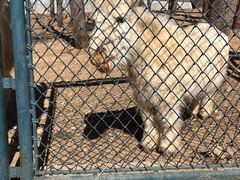 -大连森林动物园