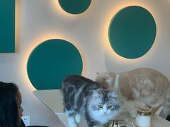 -飞行喵MR PILOT|猫舍·猫咖(静安大融城店)