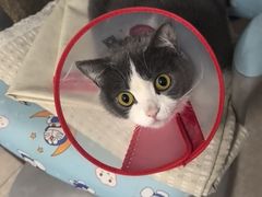 -瑞派长江宠物医院·猫科·外科·24小时夜护(谊城公寓分院)
