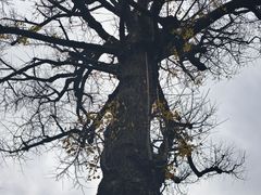 -豫园