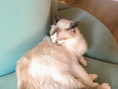 -Bastet sally猫舍购宠(静安店)