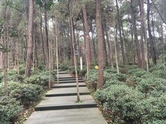 -铁山坪森林公园