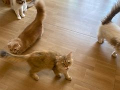 -唐小姐の私宠·宠物洗护美容·撸猫馆·购宠(周浦万达旗舰店)