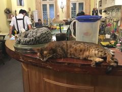 -猫色咖啡·猫咖