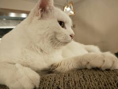 -有猫儿腻咖啡厅.猫咖