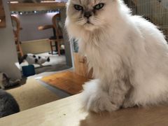 -more than meow吴止猫主题餐厅(承德 中船汇店)