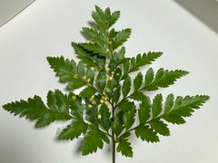 -丽江庭院之丽江往事(安定门店)