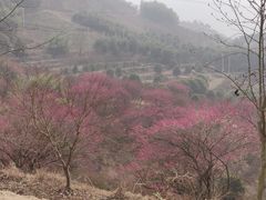 -新建村梅花