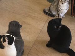 -猫咖时代(中山亭店)