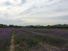 -北京东方普罗旺斯薰衣草庄园