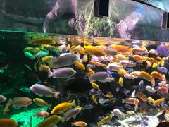 -太平洋海底世界