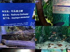 -上海海洋水族馆