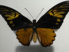 -上海昆虫博物馆