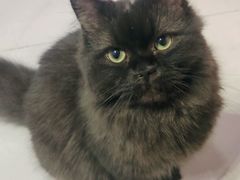 -我爱猫咪·猫咖·狗咖·安哥拉兔·羊驼咖(小寨华旗店)