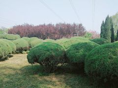 -石家庄市植物园