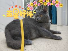 -萌兽医馆·宠物医院·猫骨科(创景店)