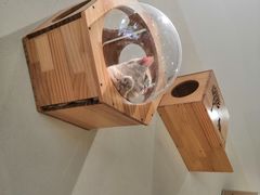 -藏猫猫咖啡主题馆(中央大道店)