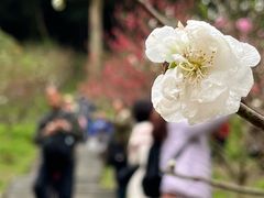-桃花涧