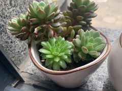 -联合口腔(西环诊所)