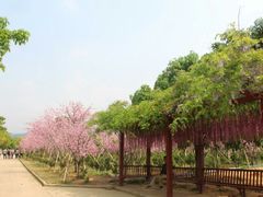 -天适樱花悠乐园