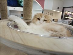 -喵园·猫主题咖啡厅·撸猫·猫咖(国贸店)