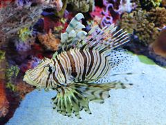 -上海海洋水族馆