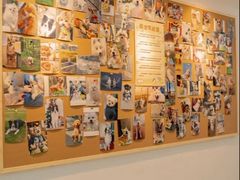 -翊宠yipet猫狗购宠庄园犬舍•猫舍