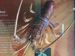 -墨尔本博物馆(Melbourne Museum)
