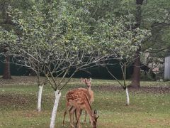 -秀丽东方