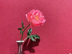 -朝来春花卉市场