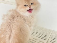 -lincat·猫舍(广州店)