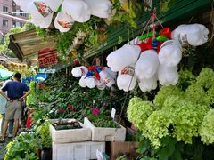 -曲阳花鸟市场(曲阳路店)