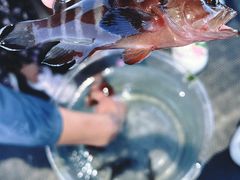 -小猫钓鱼海钓俱乐部(椰梦长廊店)